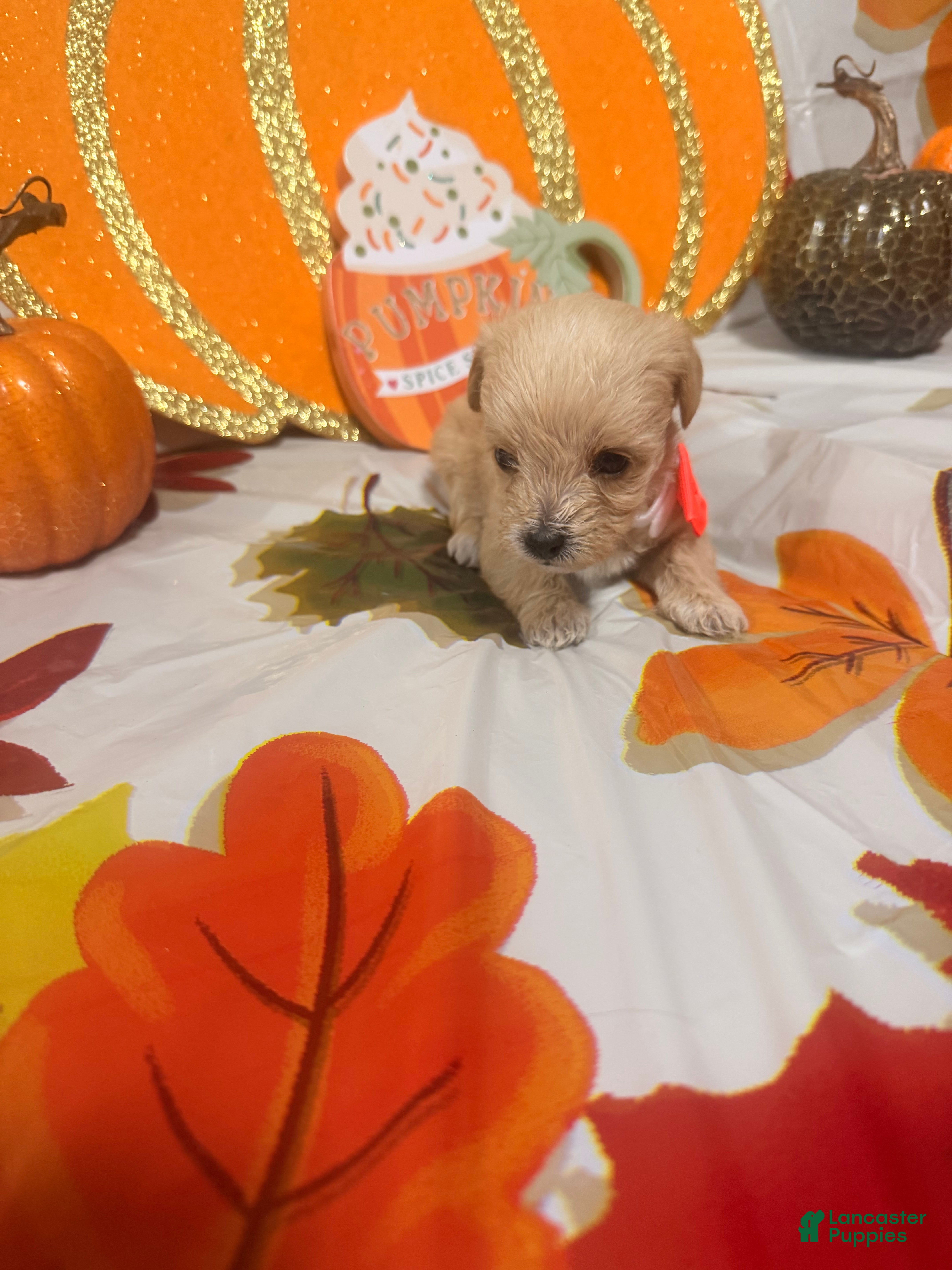 Yorkiepoo dogs Yorkiepoo 5 - Ad 14