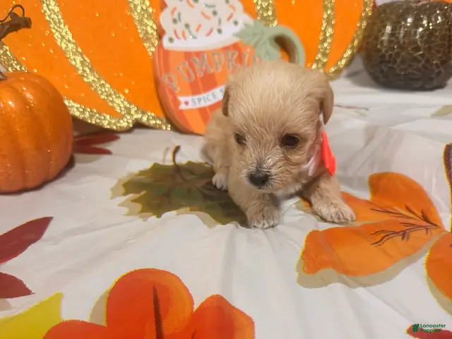 Yorkiepoo dogs for sale: Yorkiepoo 5 - Ad 10