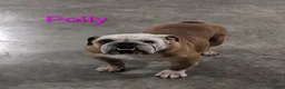 English Bulldog dogs for sale: AKC Polly  - Ad 5