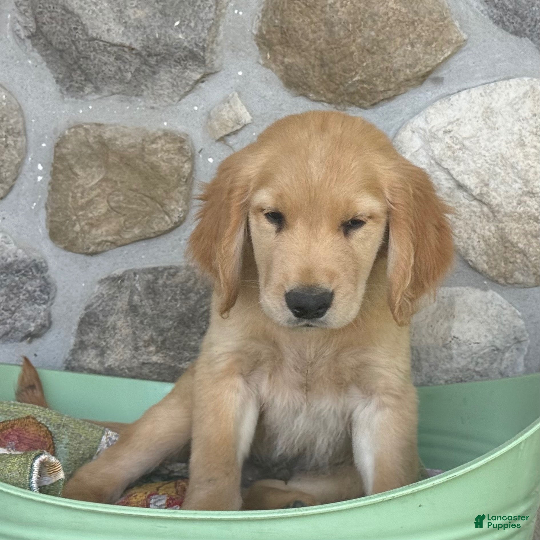 Golden Retriever dogs Ronnie - Ad 2