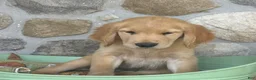 Golden Retriever dogs for sale: Ronnie - Ad 2