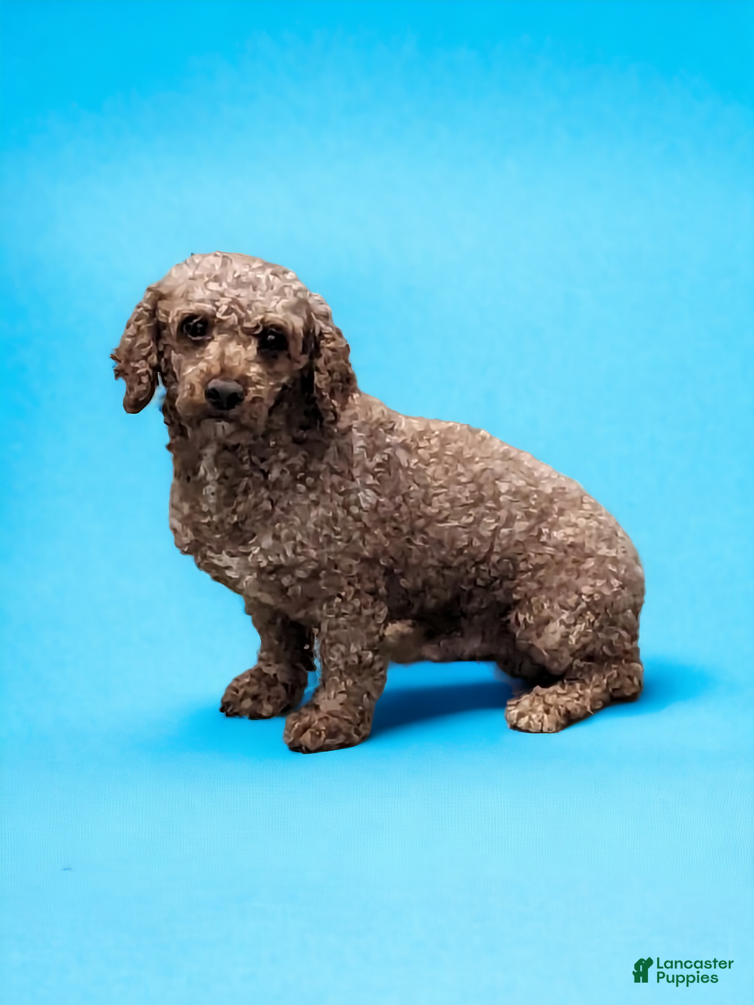 Cavapoo dogs for sale: Parley - Ad 6