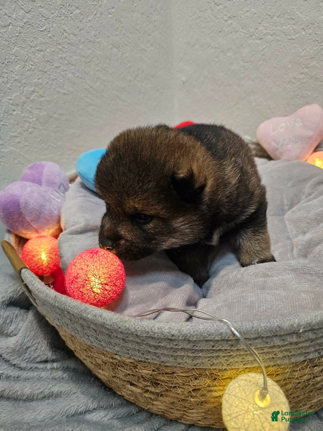 Shiba Inu dogs for sale: Mori - Ad 8