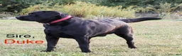 Labrador Retriever dogs for sale: Victory - Ad 9