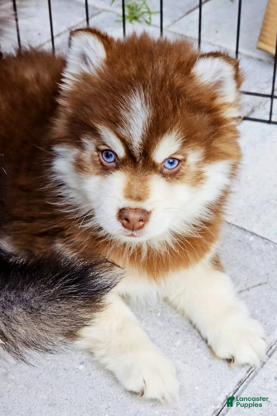 Pomsky dogs for sale: Blaze - Ad 9