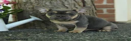 French Bulldog dogs for sale: Smokey - Ad 5