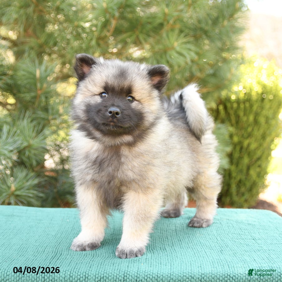 Keeshond dogs Sailor - Ad 1