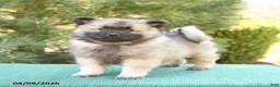 Keeshond dogs for sale: Sailor - Ad 1