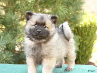 Keeshond dogs for sale: Sailor - Ad 1