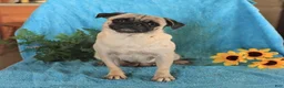 Pug dogs for sale: White Socks - Ad 6