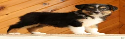Australian Shepherd dogs for sale: Bruno - Ad 3