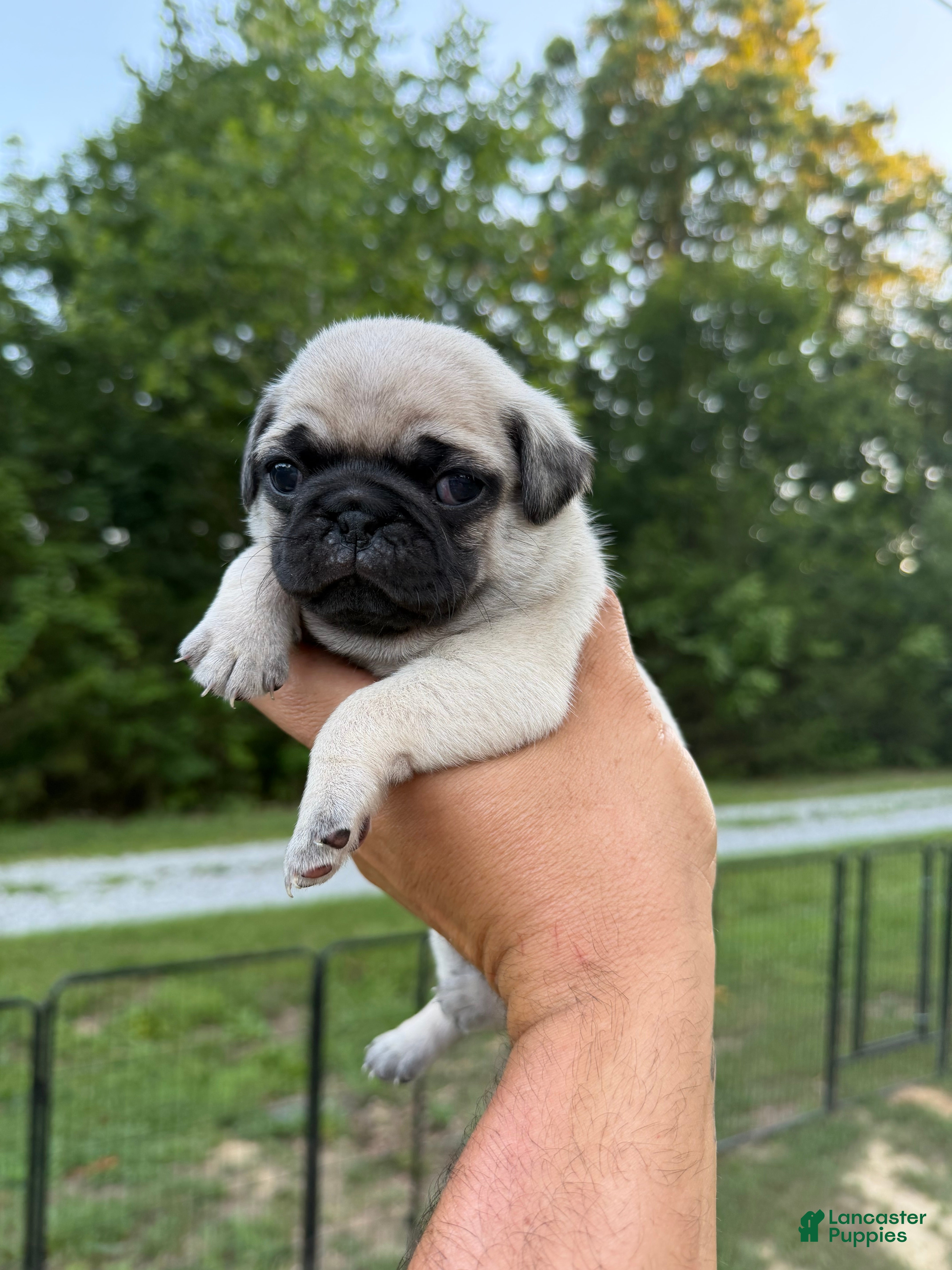 Pug dogs buttercup green collar - Ad 26