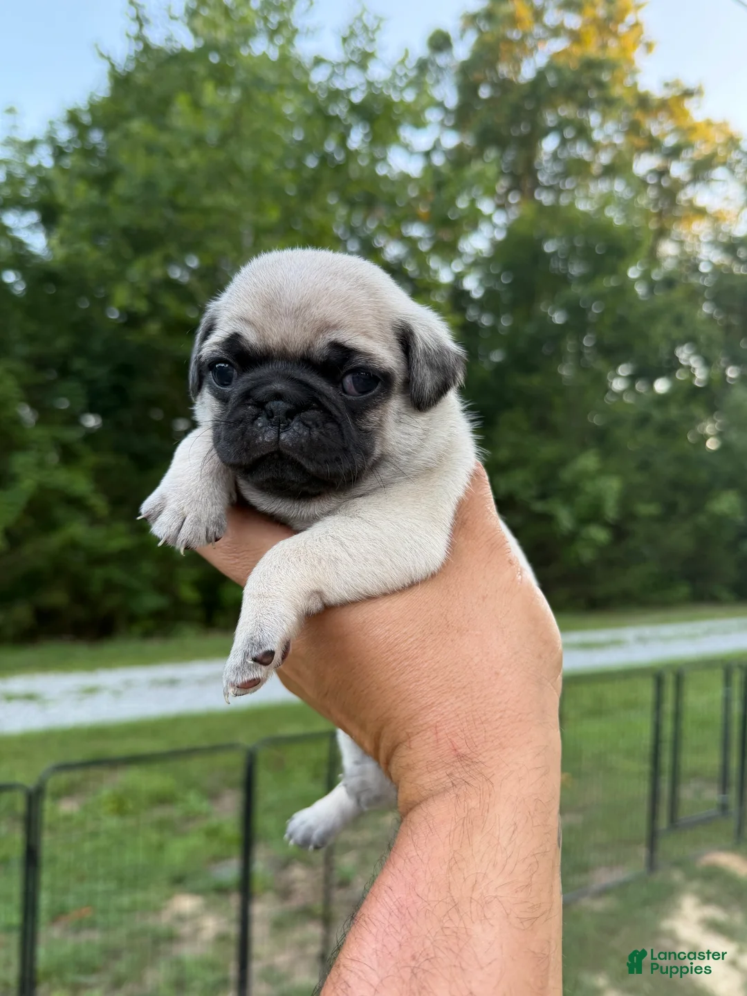 Pug dogs for sale: buttercup green collar - Ad 1