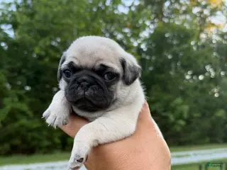 Pug dogs buttercup green collar - Ad 28