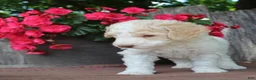 Standard Poodle dogs for sale: Pebble AKC Standard Poodle - Ad 29