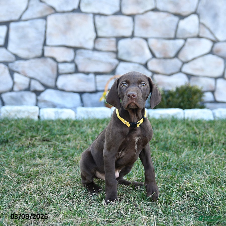 German Shorthaired Pointer dogs Inca - Ad 1