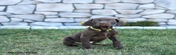 German Shorthaired Pointer dogs for sale: Inca - Ad 1