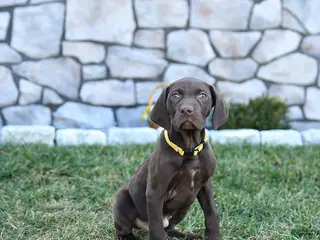 German Shorthaired Pointer dogs for sale: Inca - Ad 4