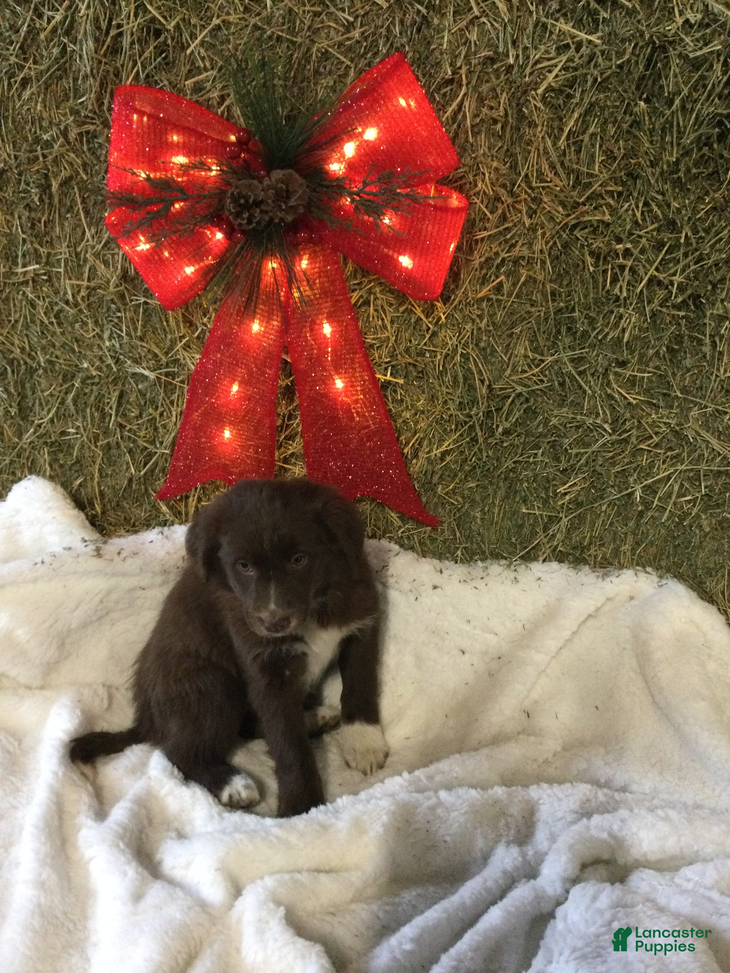 Mixed Breed dogs Mimmy  - Ad 15