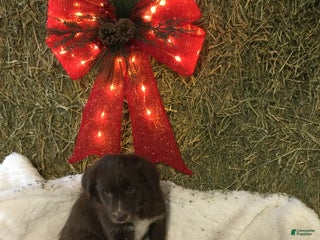 Mixed Breed dogs Mimmy - Ad 5