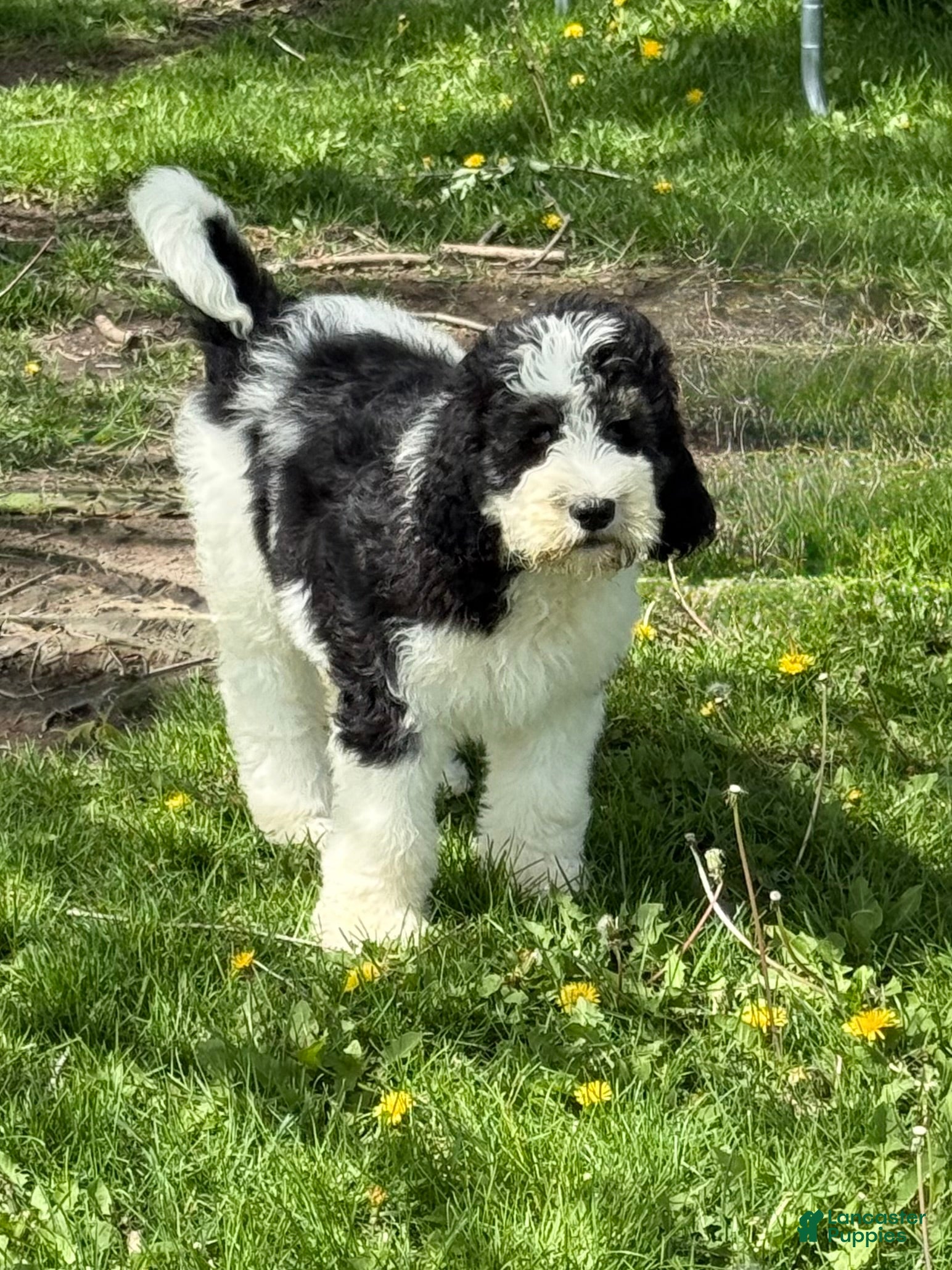 Saint Berdoodles dogs Camille - Standard F1b - Ad 2