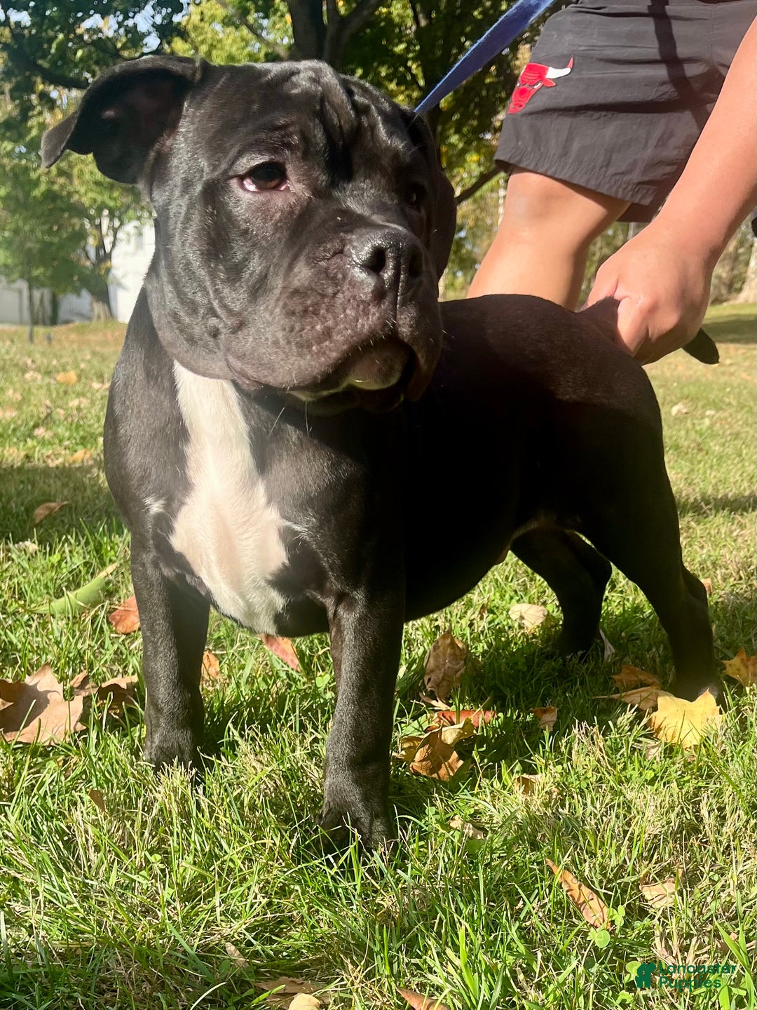 American Bully dogs for sale:  Puppy 1 - Ad 4