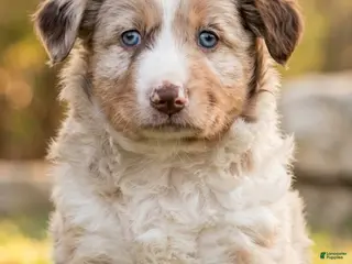Mixed Breed dogs Chanrick - Ad 6