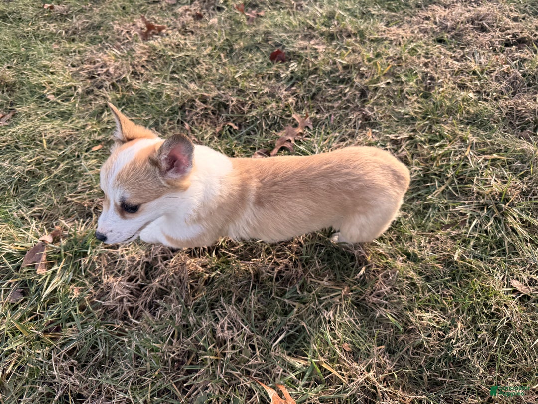 Welsh Corgi Pembroke dogs for sale: Bonnie Sue - Ad 14
