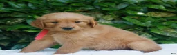 Golden Retriever dogs for sale: Penelope  - Ad 2
