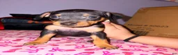 Miniature Pinscher dogs for sale: Luke - Ad 21