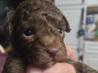 Toy Poodle dogs - Ad 28