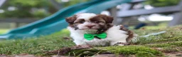 Havanese dogs for sale: Alex - Ad 4