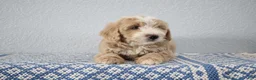 Mini Goldendoodle dogs for sale: Victor - Ad 4