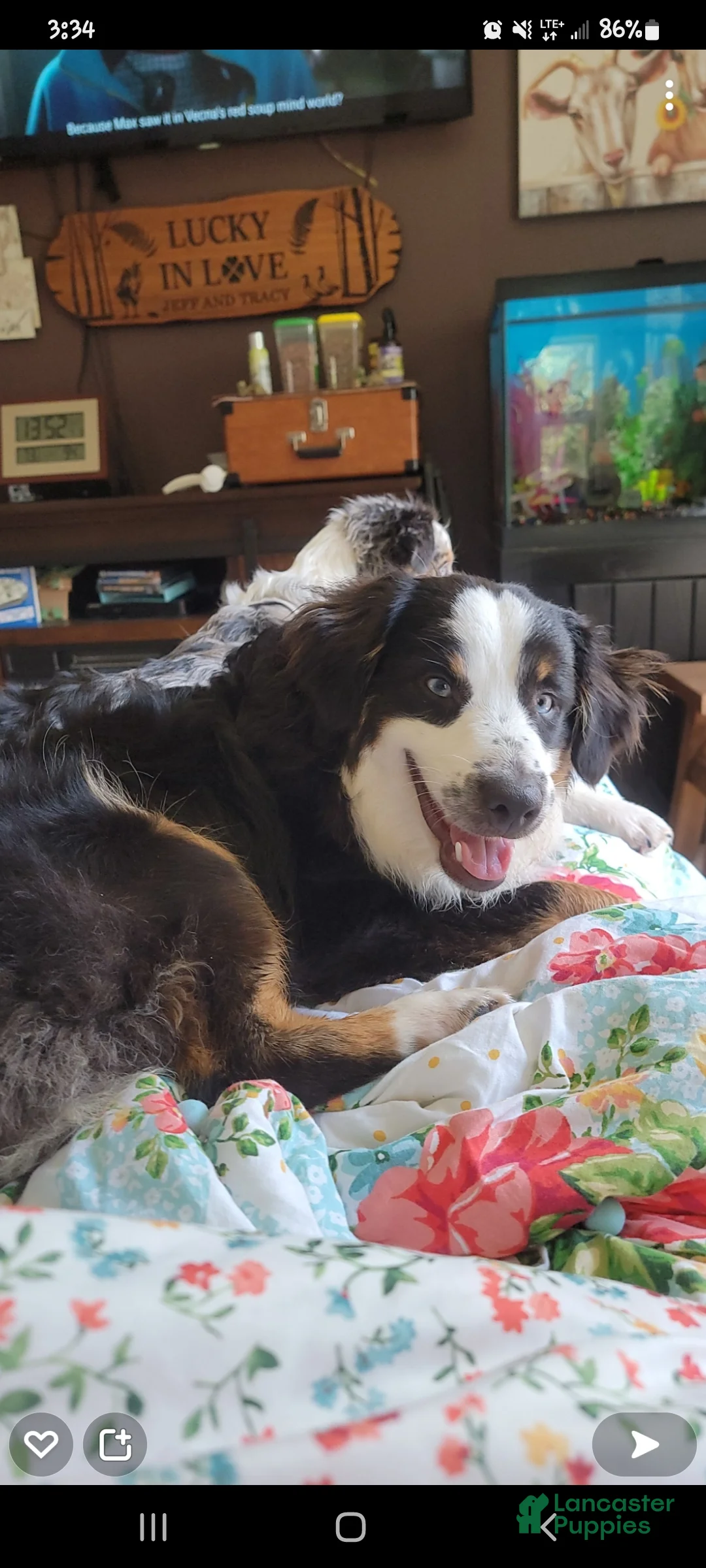 Miniature Australian Shepherd dogs for sale: Miniature Australian Shepherd Puppy 6 - Ad 1