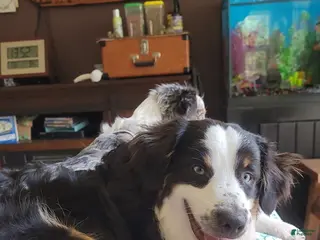 Miniature Australian Shepherd dogs Miniature Australian Shepherd Puppy 6 - Ad 8