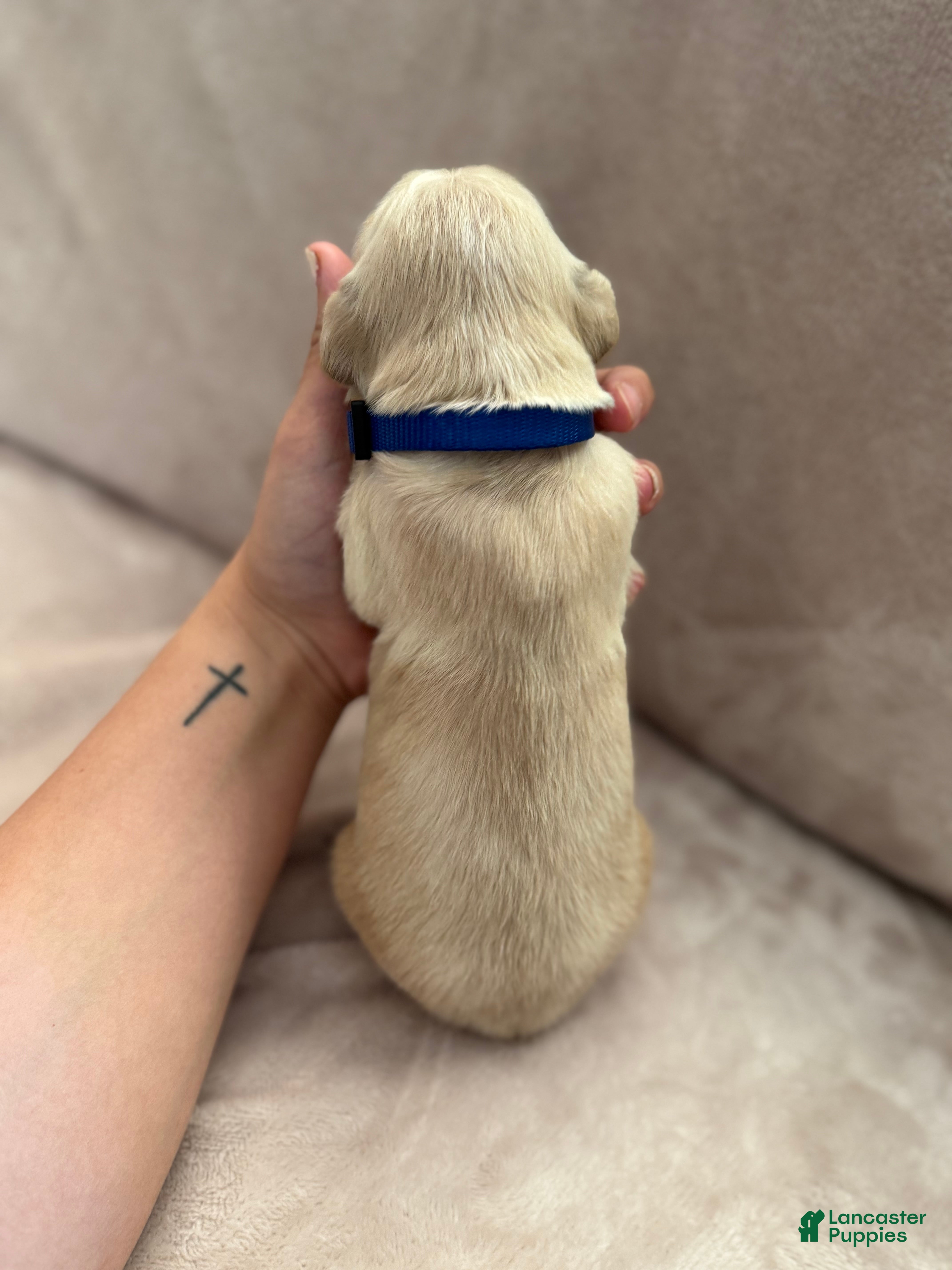 Golden Retriever dogs Dark Blue-Male - Ad 2