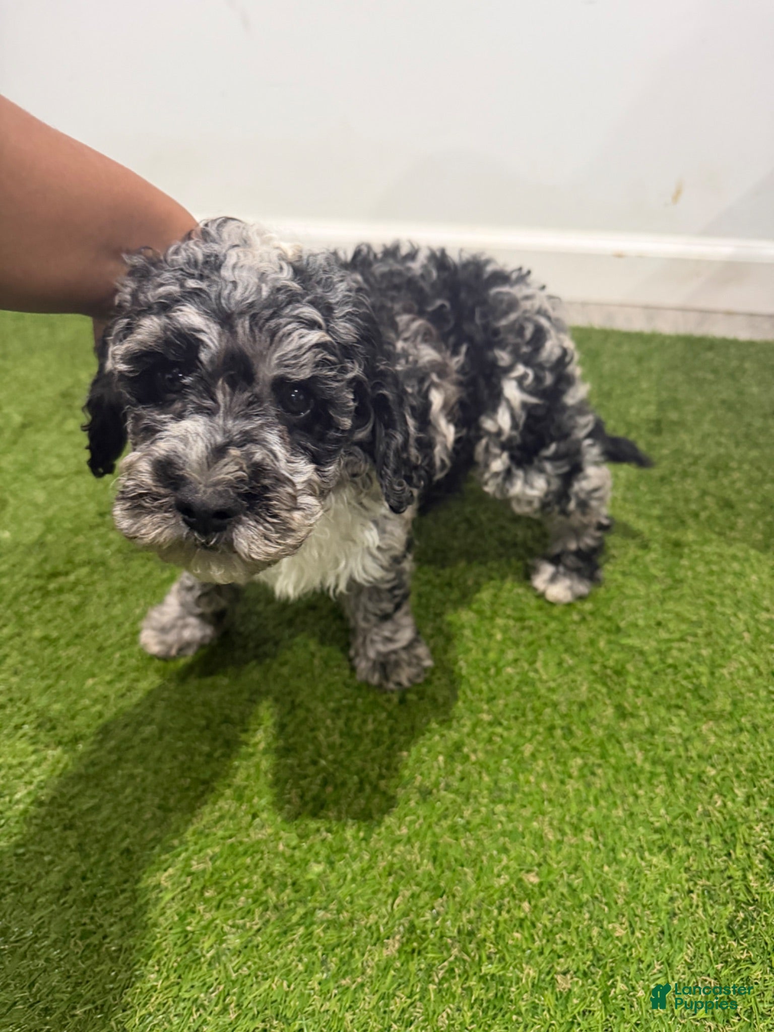 Cockapoo dogs Oreo - Ad 1