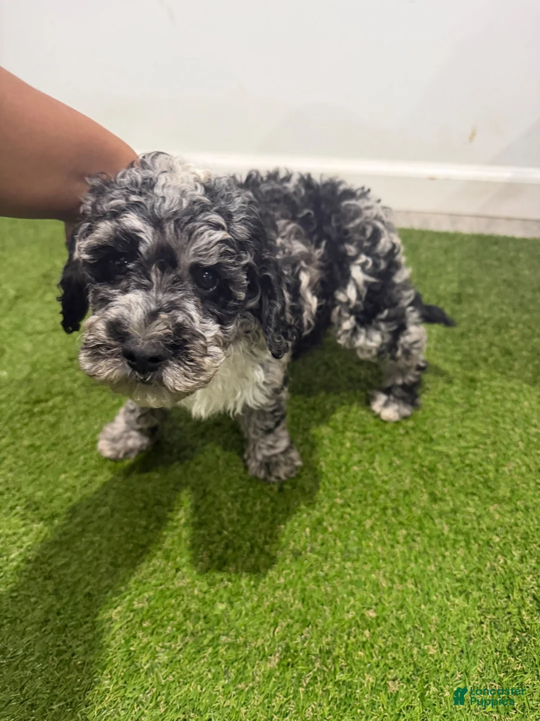 Cockapoo dogs for sale: Oreo - Ad 1