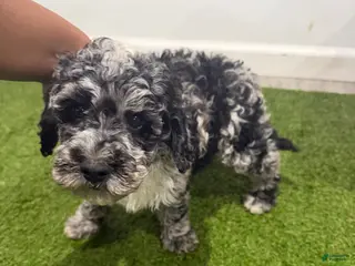 Cockapoo dogs for sale: Oreo - Ad 1
