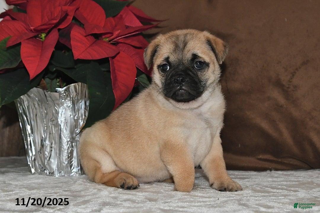 Mixed Breed dogs for sale: Adorable  Special Needs - Ad 9