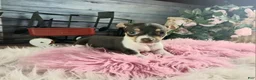 Chihuahua dogs for sale: Chocolate teacup Chihuahua girl. Hand delivery - Ad 3