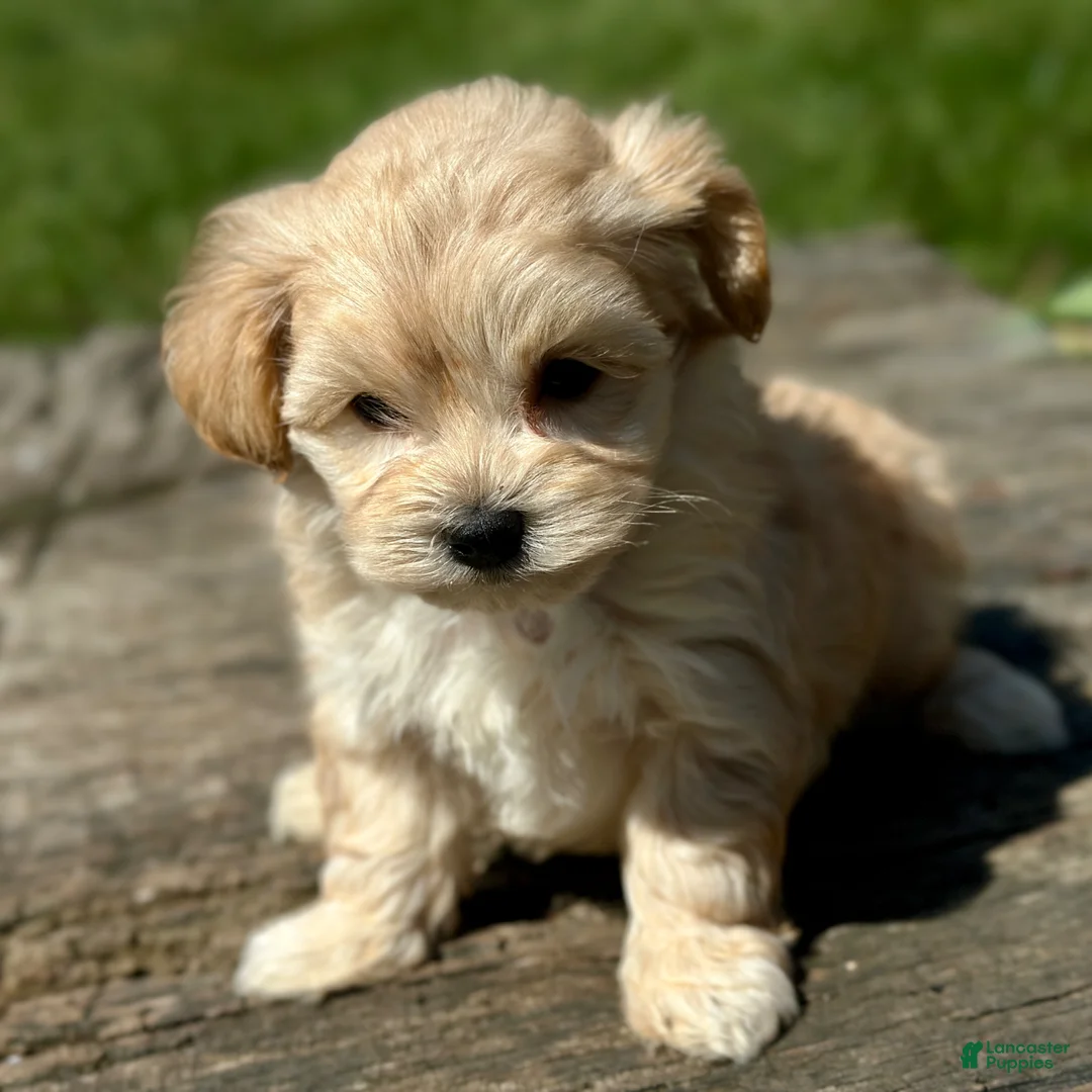 Maltipoo dogs for sale: Donald - Ad 1