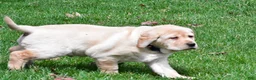 Labrador Retriever dogs for sale: Blaze - Ad 9