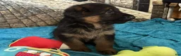 German Shepherd dogs for sale: Veronica - Ad 16