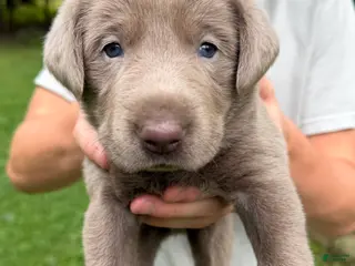 Labrador Retriever dogs Brutus - Ad 39