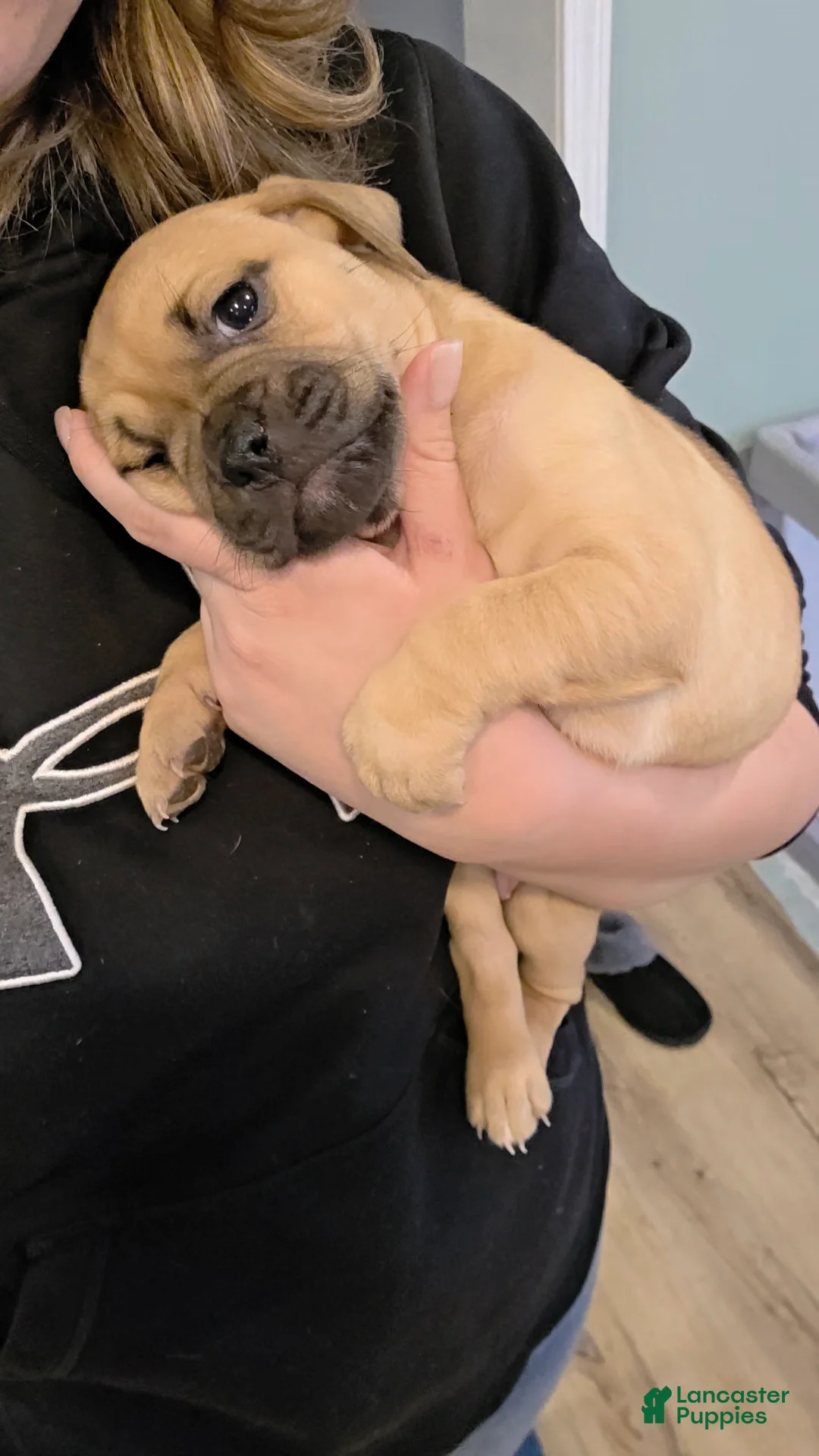 Mixed Breed dogs for sale: Olive - Ad 4