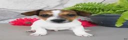Jack Russell Terrier dogs for sale: Tucker  - Ad 1