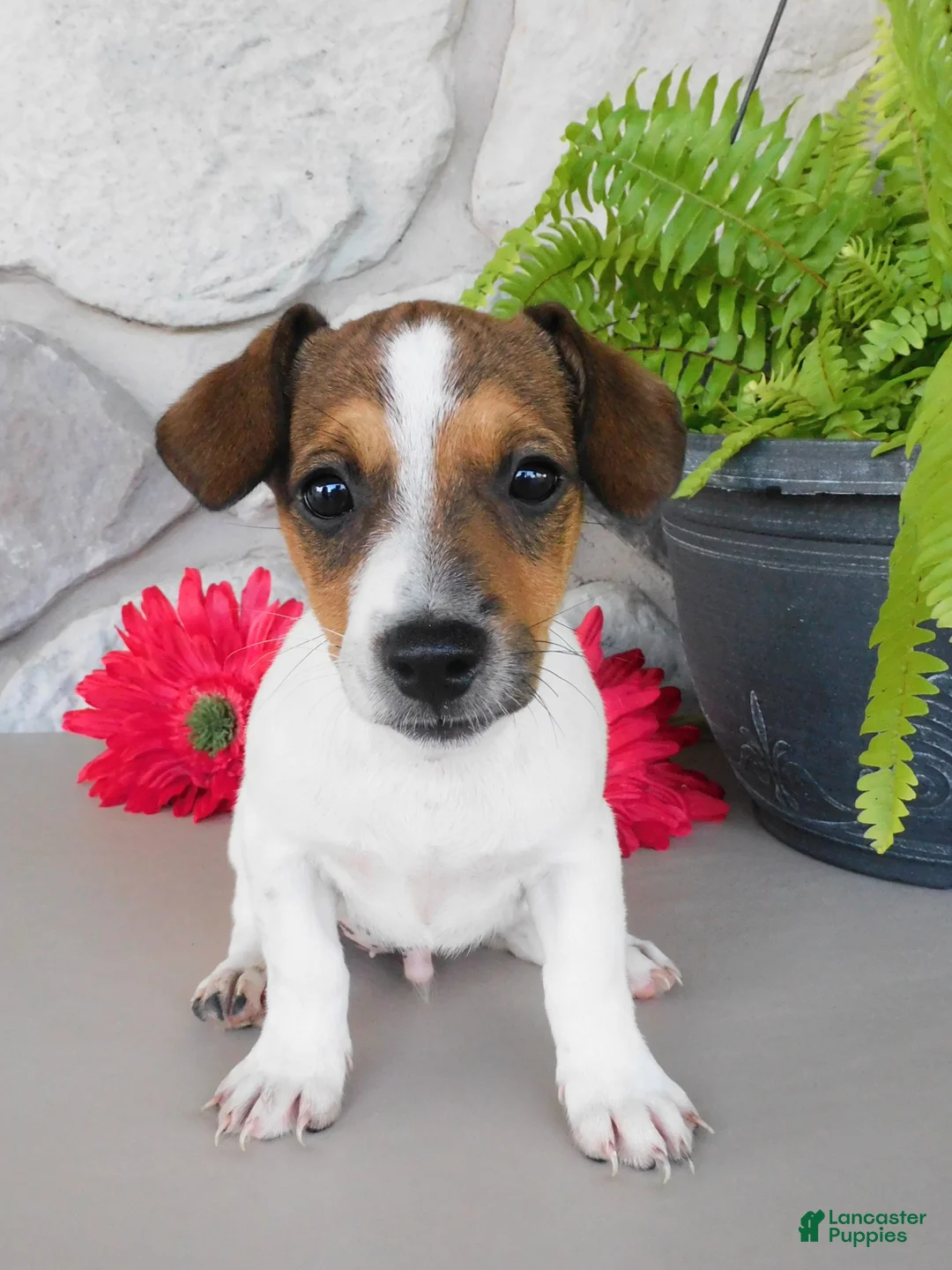 Jack Russell Terrier dogs for sale: Tucker  - Ad 1