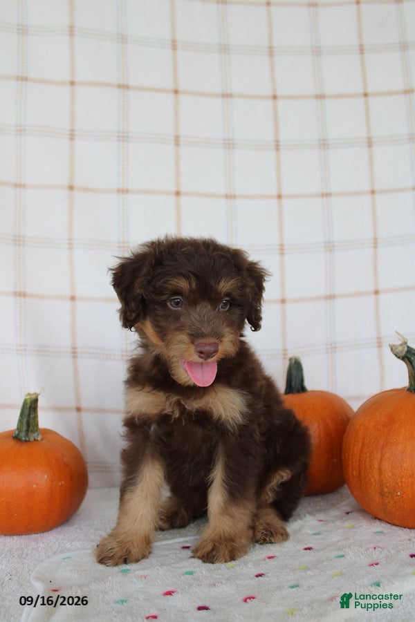 Mini Aussiedoodle dogs Benson - Ad 2