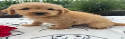Labradoodle dogs for sale: Harry - Ad 2